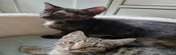 Mixed Breed cats for sale: Playful Kittens - Advert 15