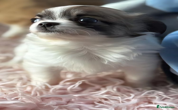 Chihuahua dogs - Advert 17