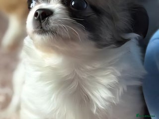 Chihuahua dogs - Advert 23