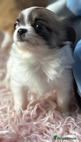 Chihuahua dogs - Advert 1