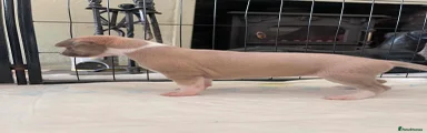 Whippet 5