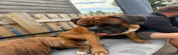 Boxer dogs for stud: Proven Tailed KC Reg Stud, health tested & heart 0 - Advert 3