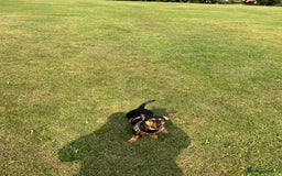 Mixed Breed dogs for sale: 5 year old Dachshund (cross) needs rehoming - Image 13