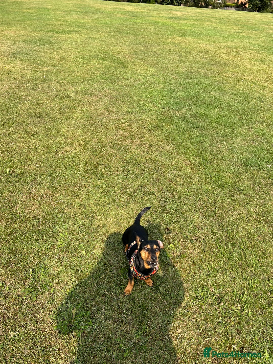 Mixed Breed dogs for sale: 5 year old Dachshund (cross) needs rehoming - Image 13