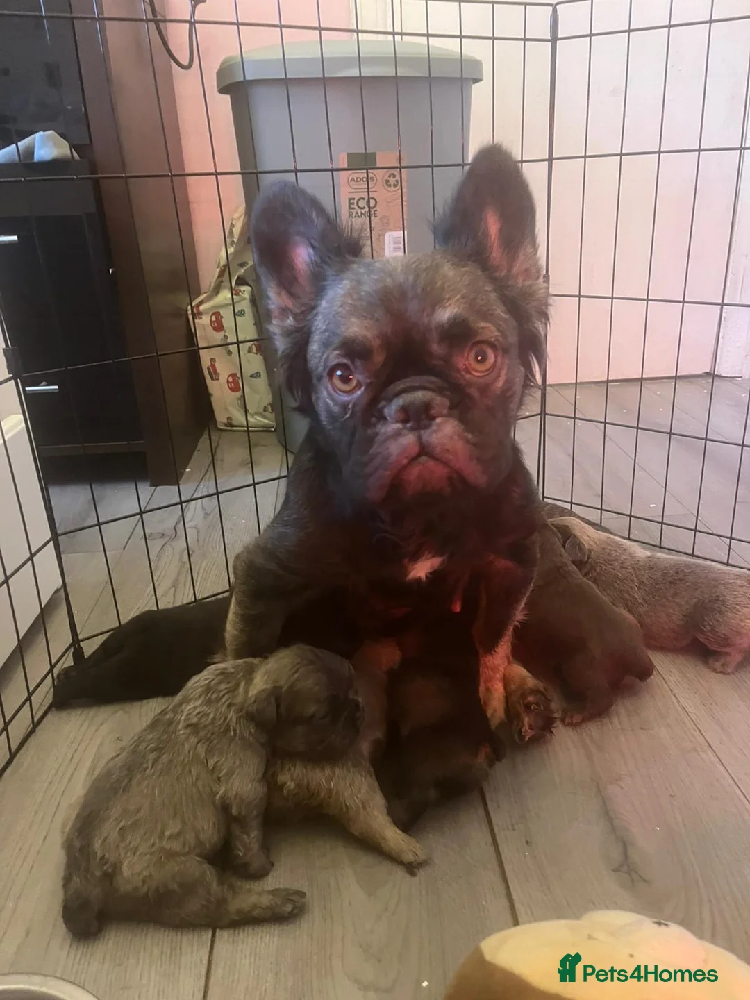 French Bulldog dogs for sale: Long haired French bulldog puppies for sale  in Manchester - Advert 7