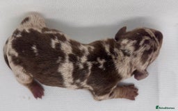 Miniature Dachshund dogs for sale: Miniature Dachshund - 1 Black and tan girl left - Image 6