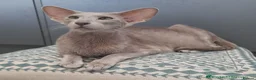 Oriental cats for sale: Supreme pedigree GCCF registered oriental kittens - Advert 15