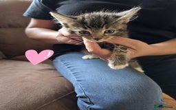 Maine Coon cats for sale: 6 Mainecoon X kittens for sale - Image 10
