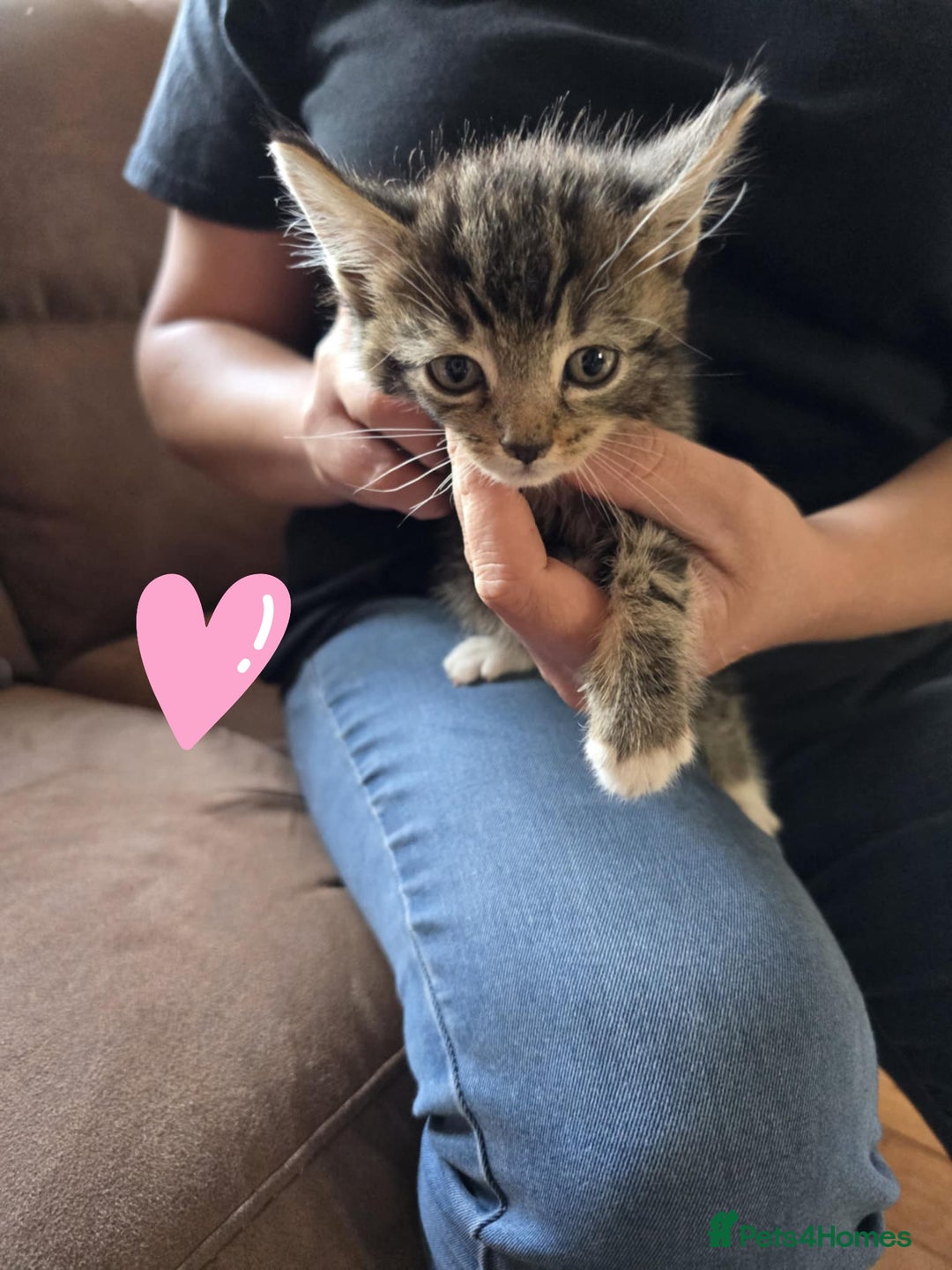 Maine Coon cats for sale: 6 Mainecoon X kittens for sale - Image 10