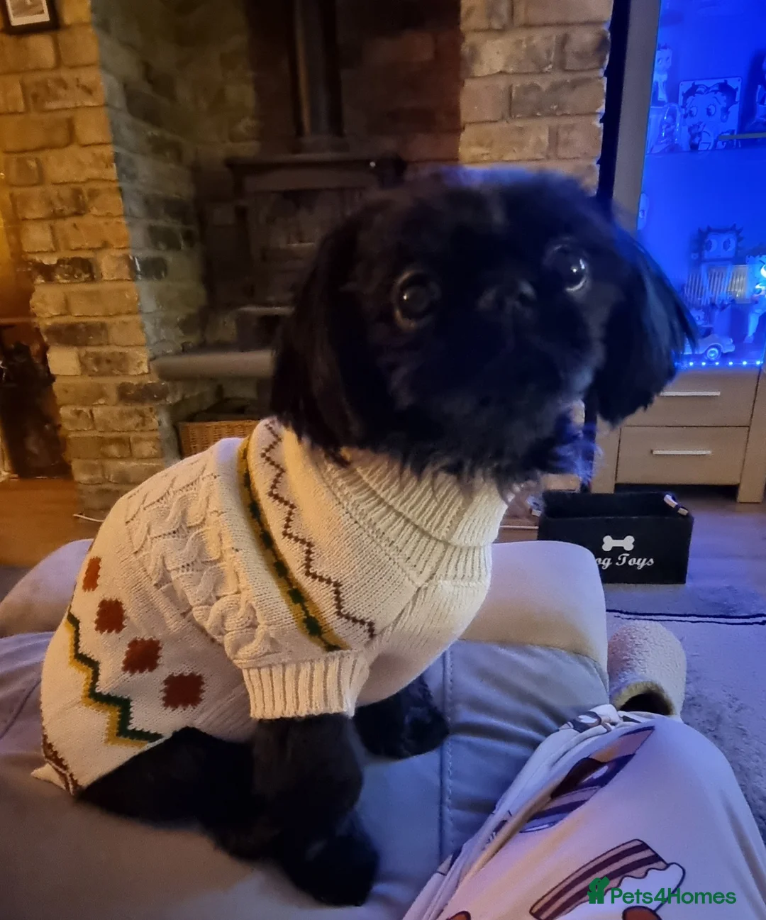 Shih Tzu dogs for sale: Shih tzu for sale - Advert 2