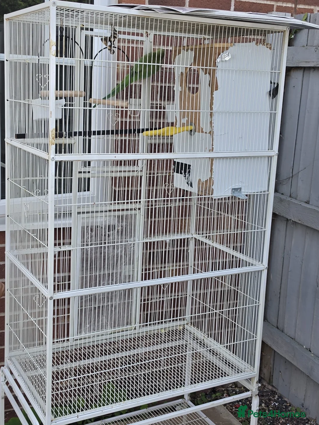 Ringnecks birds for sale: Large cage /Flight Cage + Young Female Ringnec in Dudley - Advert 3