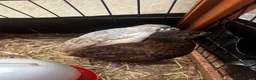 Quail poultry for sale: Sparkly Fee, Celadon & Mixed Colours Male Quail - Advert 4
