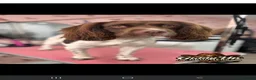 English Springer Spaniel dogs for stud: Springer for stud - Advert 3