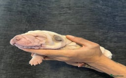 Shar Pei dogs for sale: Shar-pei Puppies - Advert 9