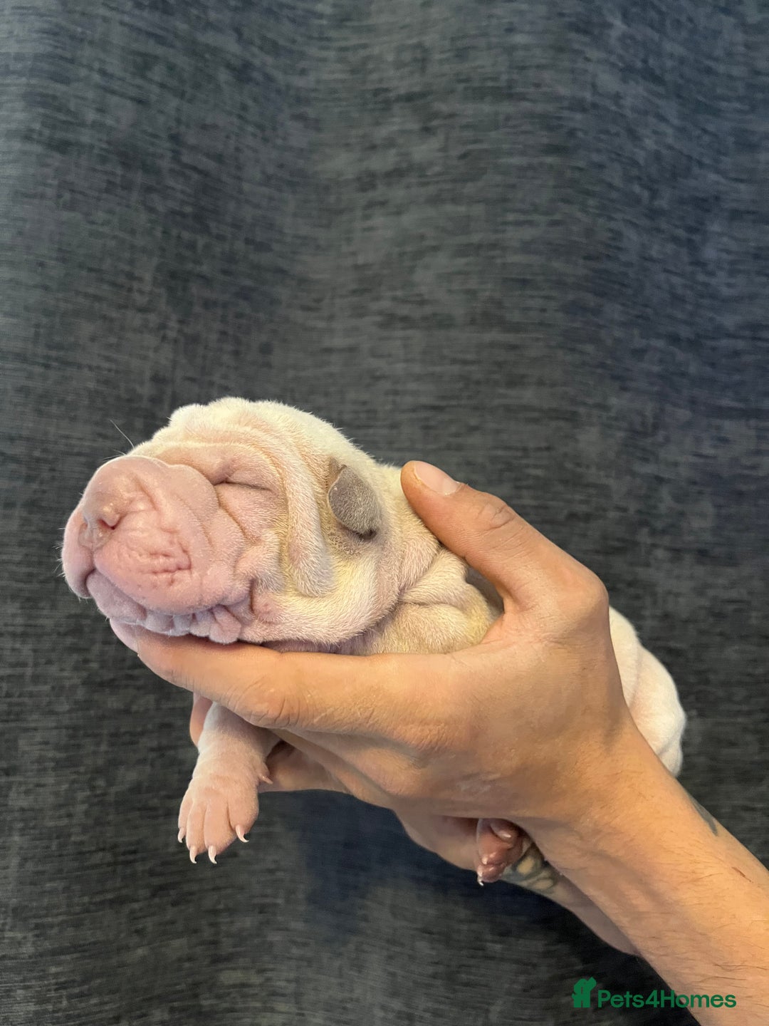 Shar Pei dogs for sale: Shar-pei Puppies - Advert 9