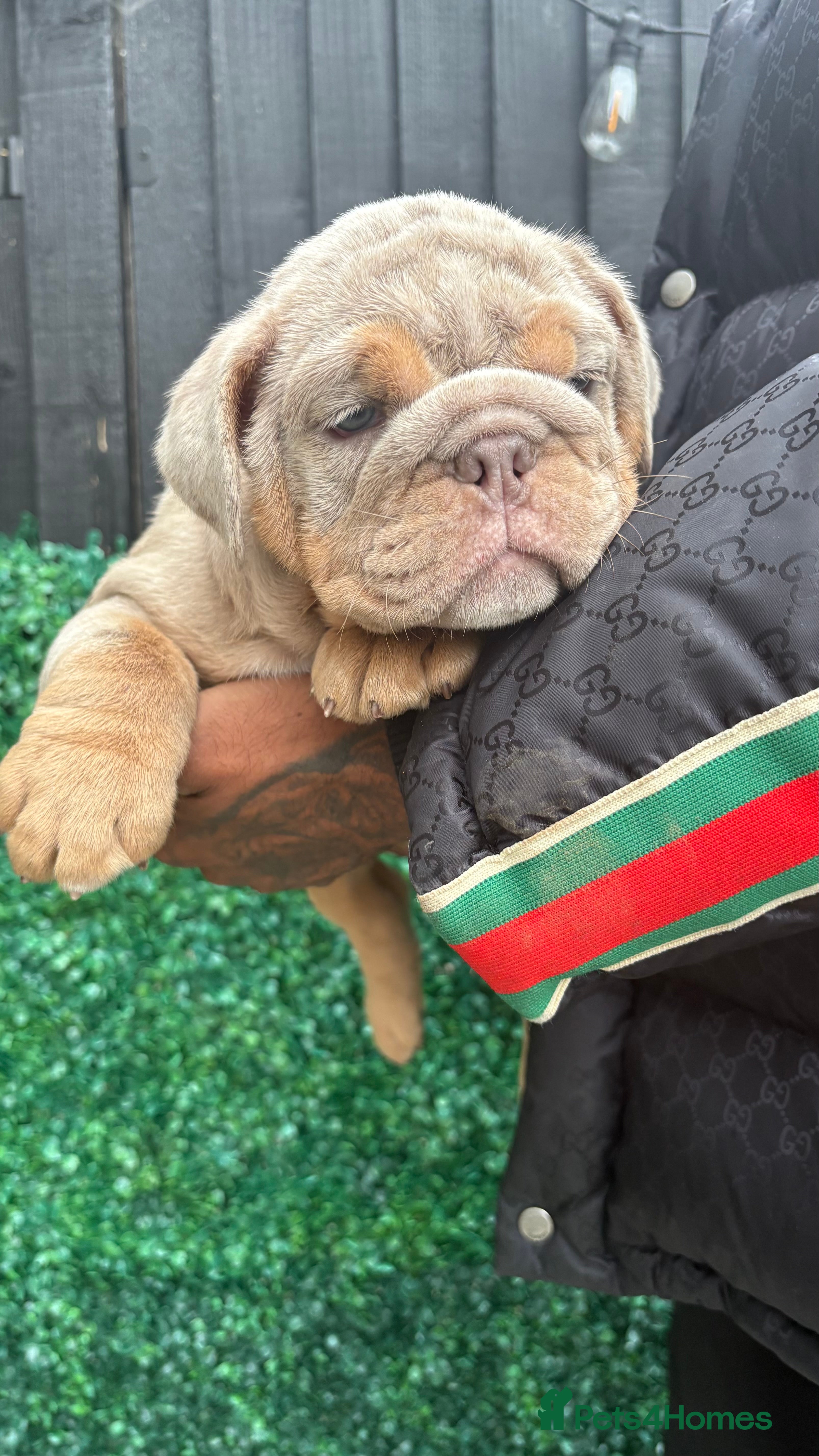 English Bulldog dogs Ready to Leave KC English Bulldog Puppies - Advert 2