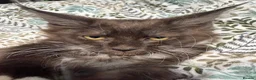 Maine Coon cats for sale: Gorgeous XL Russian line Maine Coon Kittens - Advert 5