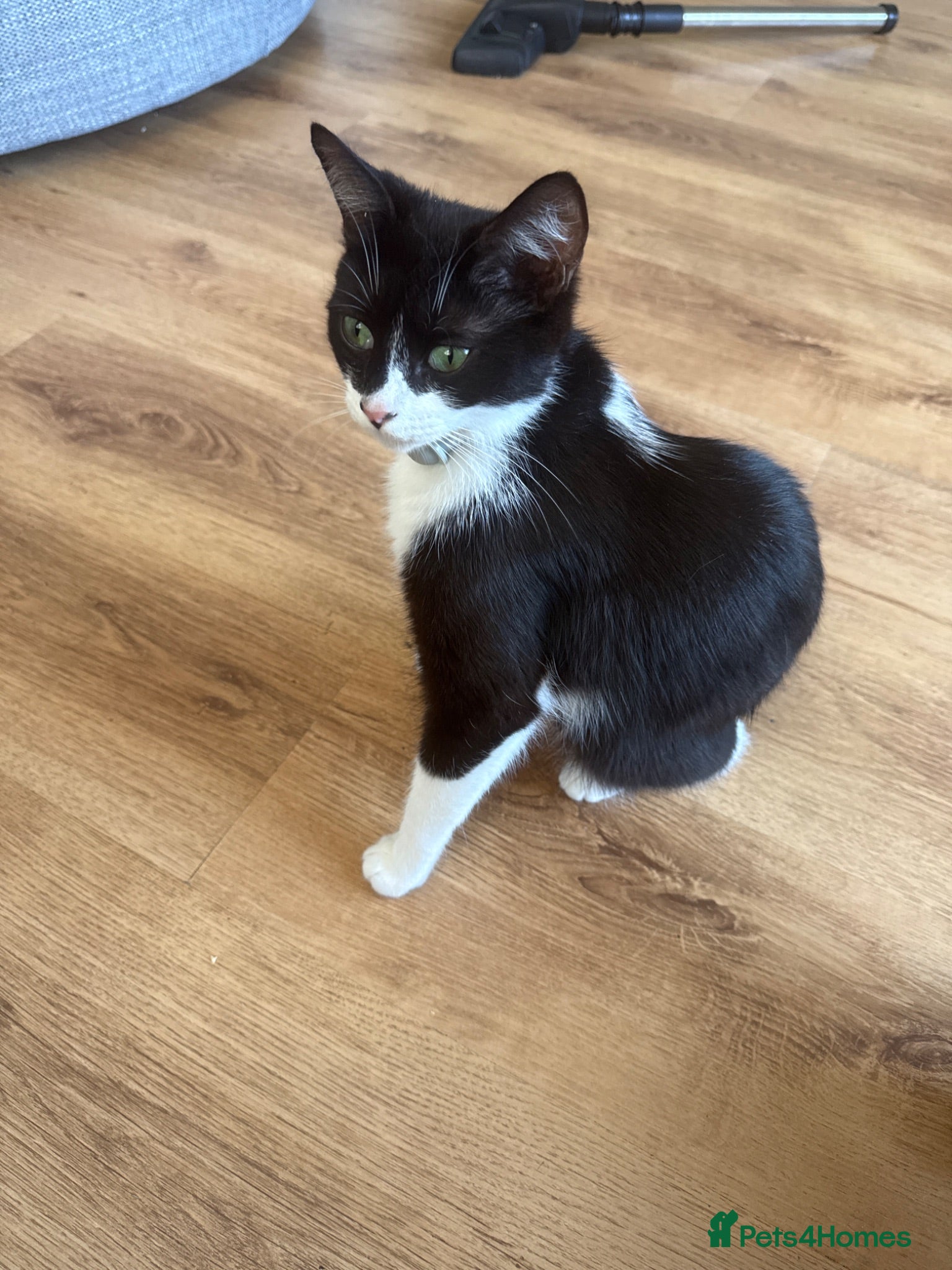 Mixed Breed cats Kittens - Advert 3