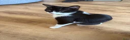 Mixed Breed cats for sale: Kittens in Sheerness - Advert 1
