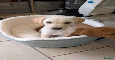 Labrador Retriever dogs - Advert 9