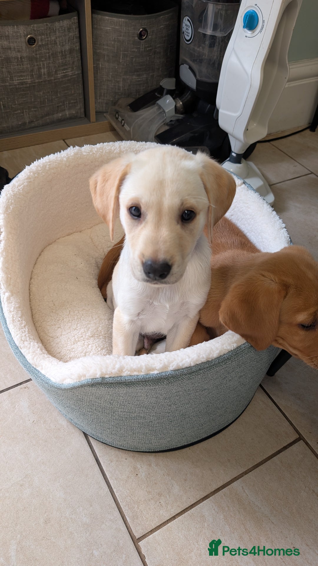 Labrador Retriever dogs for sale: Male Labrador Puppy - Image 3