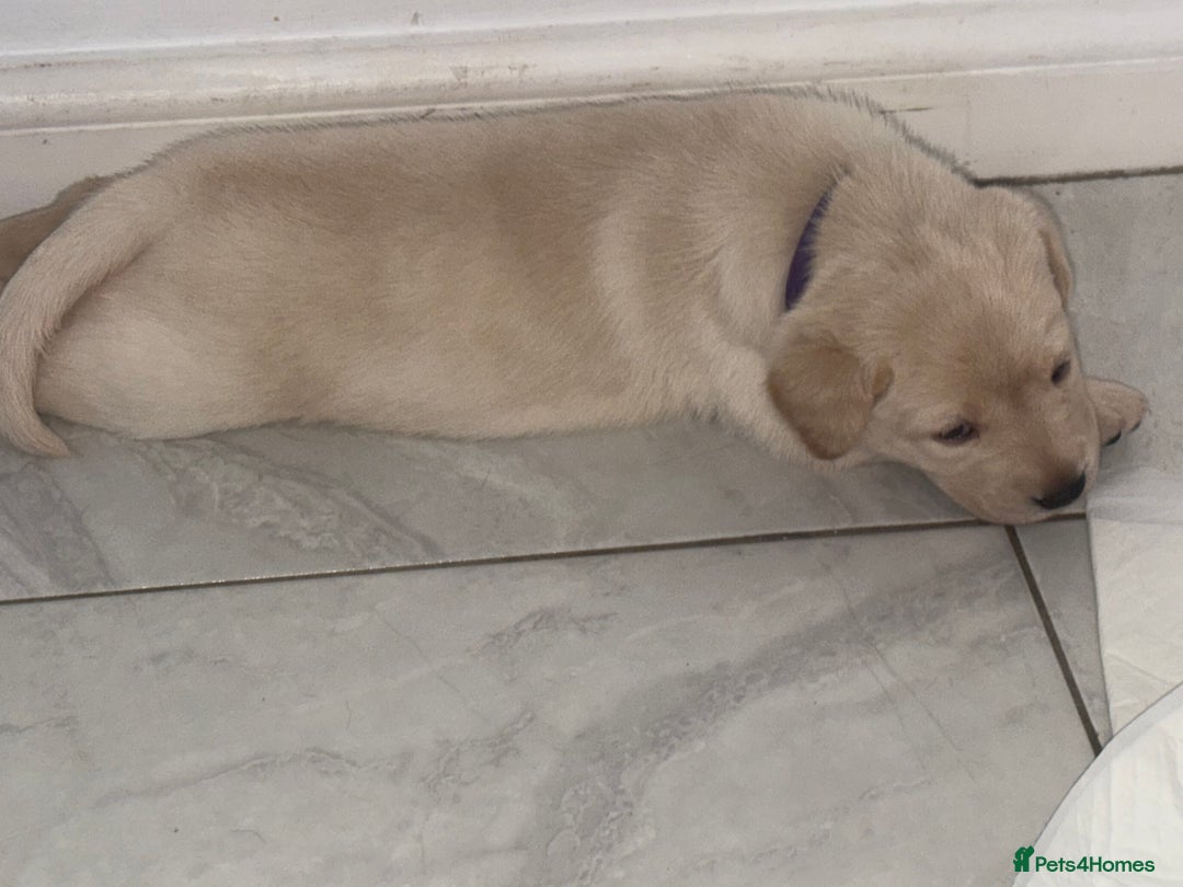 Labrador Retriever dogs for sale: Labrador puppies - 1 girl left!   - Advert 4