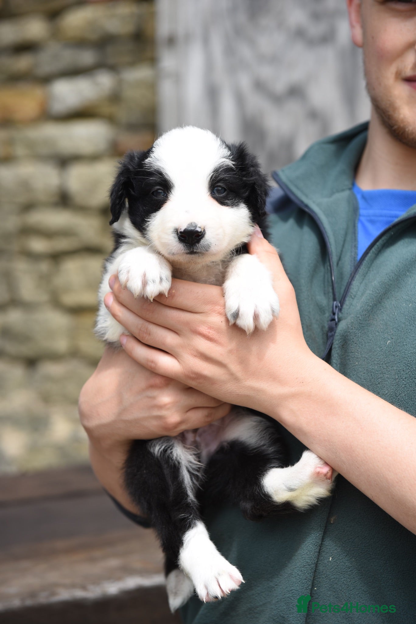Border Collie dogs ISDS registered pups from amazing lines - Advert 2