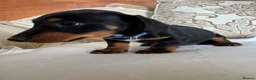 Miniature Dachshund dogs for sale: Beautiful miniature dachshunds - Advert 26