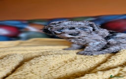 Cavapoo dogs for sale: Gorgeous f1b Cavapoo puppys.Health tested parents  - Image 4