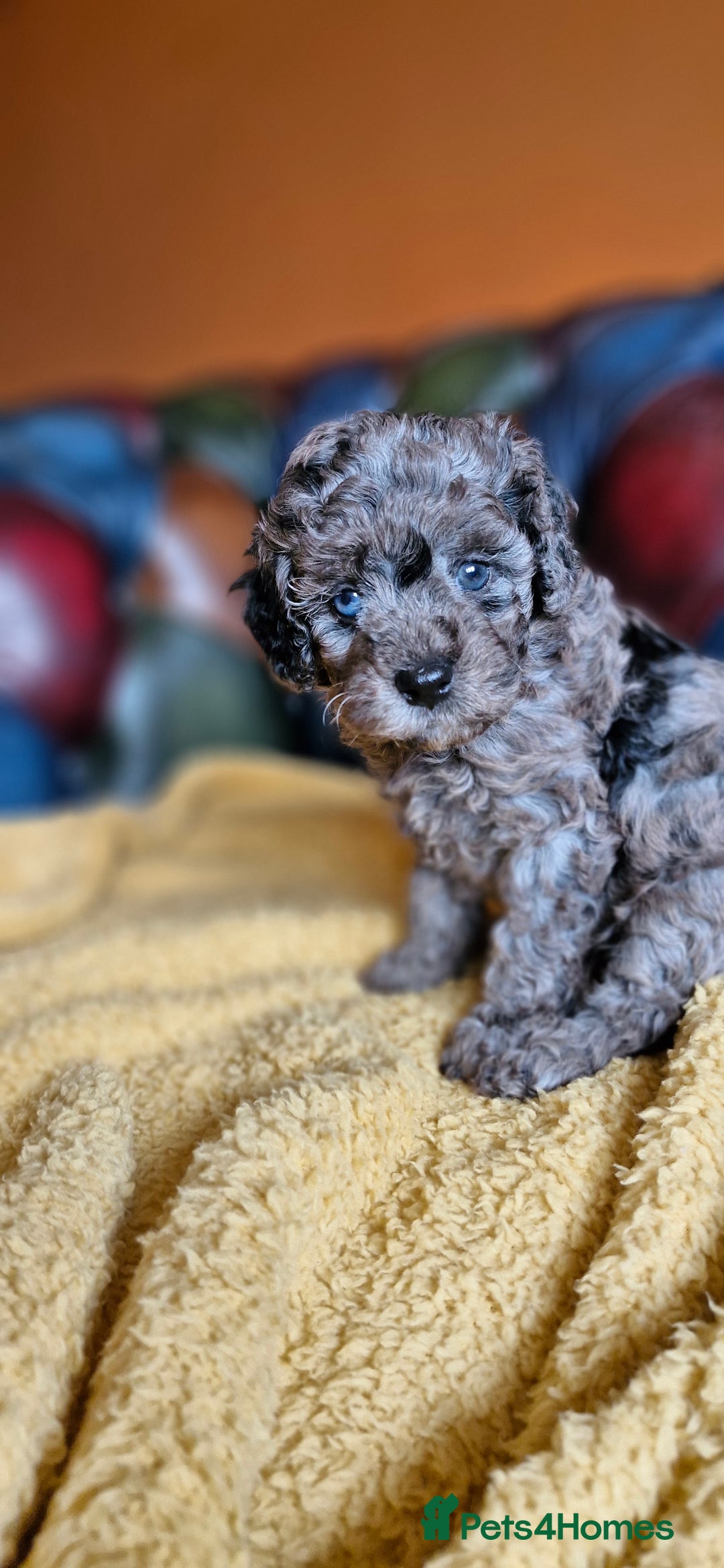 Cavapoo dogs for sale: Gorgeous f1b Cavapoo puppys.Health tested parents  - Image 4