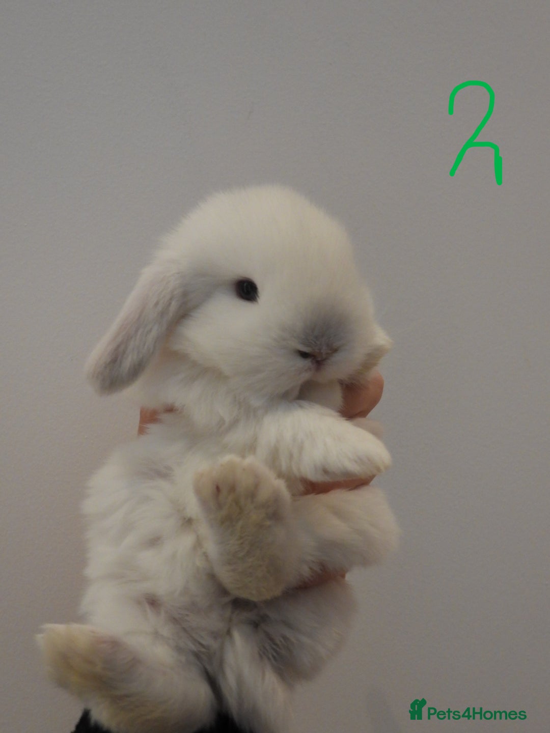 Mini Lop rabbits for sale: Adorable Purebred Baby Mini Lops - Image 10