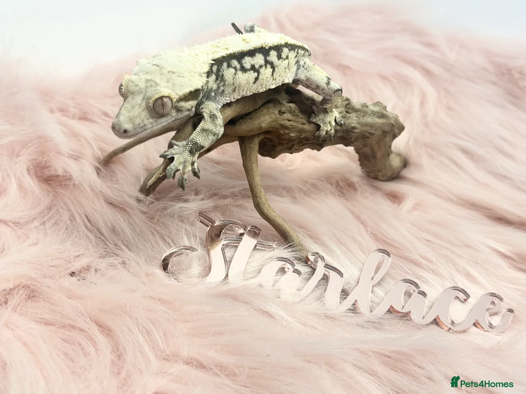 Gecko reptiles for sale: Male & Female High End Morphs  - Advert 3