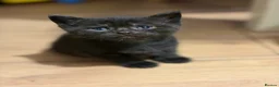 Mixed Breed cats for sale: 5 beautiful kittens  - Advert 27