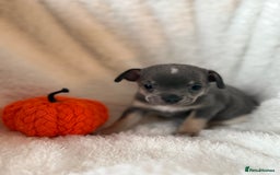 Chihuahua dogs for sale: Chihuahua - Image 4