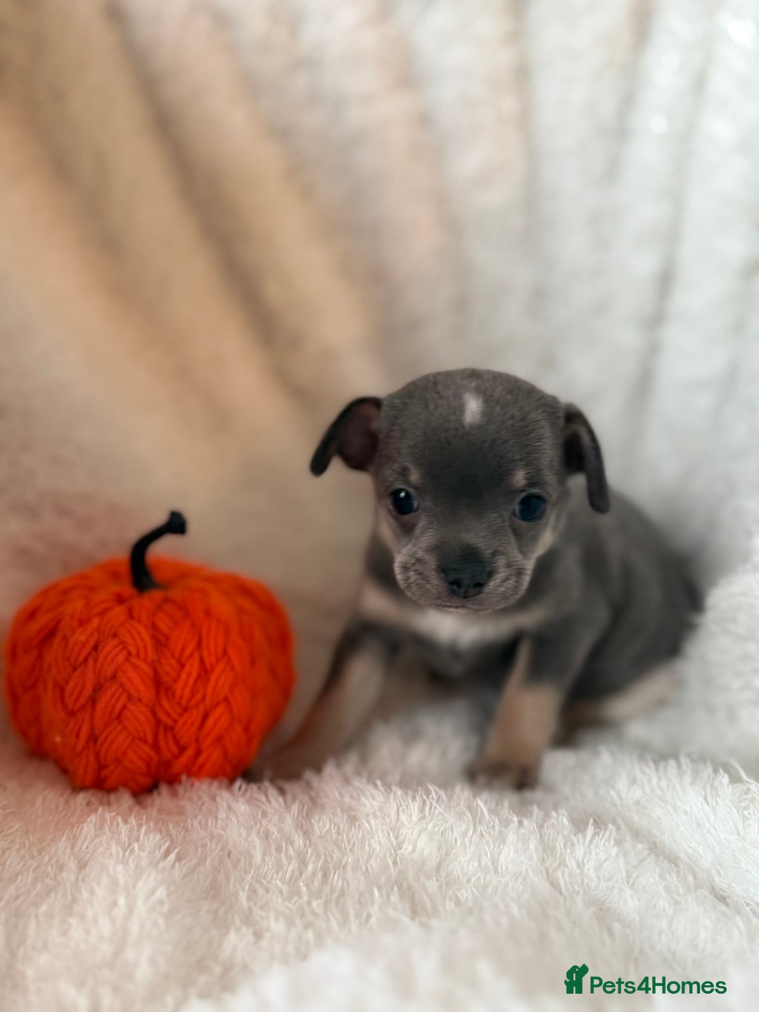 Chihuahua dogs for sale: Chihuahua - Image 4