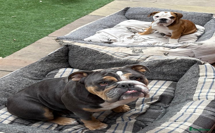 English Bulldog dogs - Advert 1