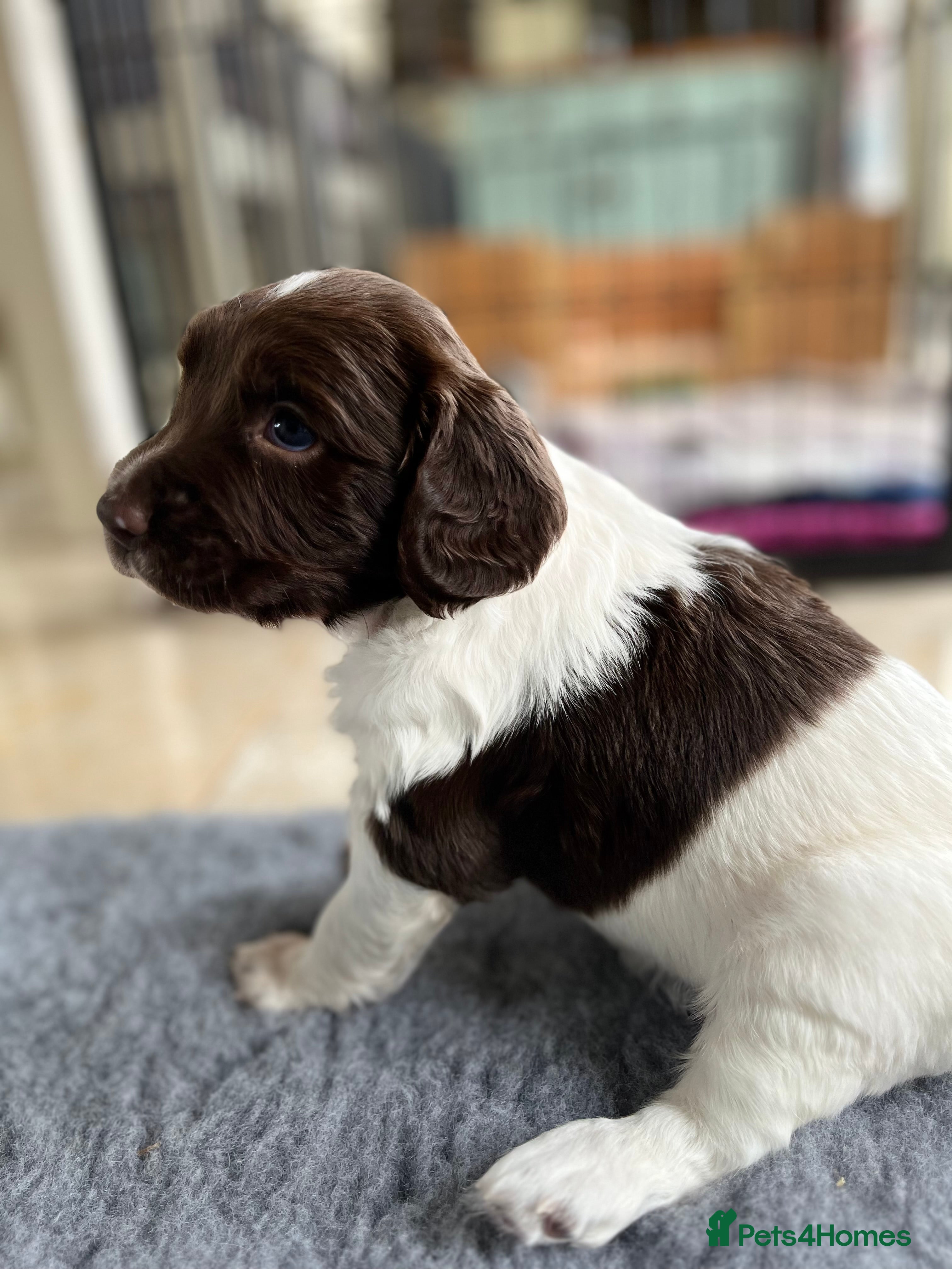 English Springer Spaniel dogs KC Reg English Springer Spaniel Puppies For Sale - Advert 1