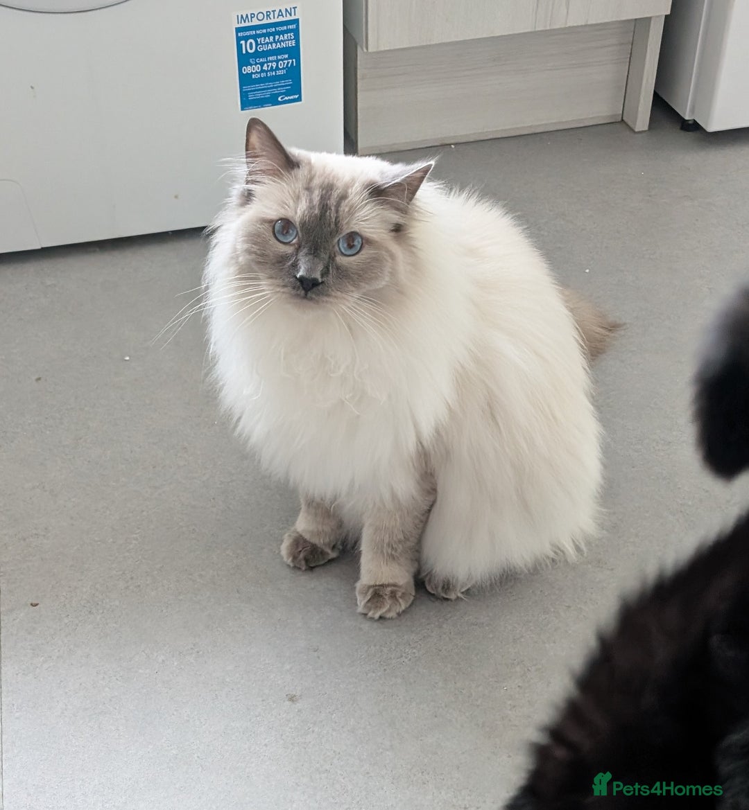 Ragdoll cats for sale: 1 year old Male blue point ragdoll  - Advert 2
