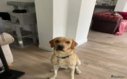 Labrador Retriever dogs for sale: Labrador Puppies for sale in London -KC registered - Image 4