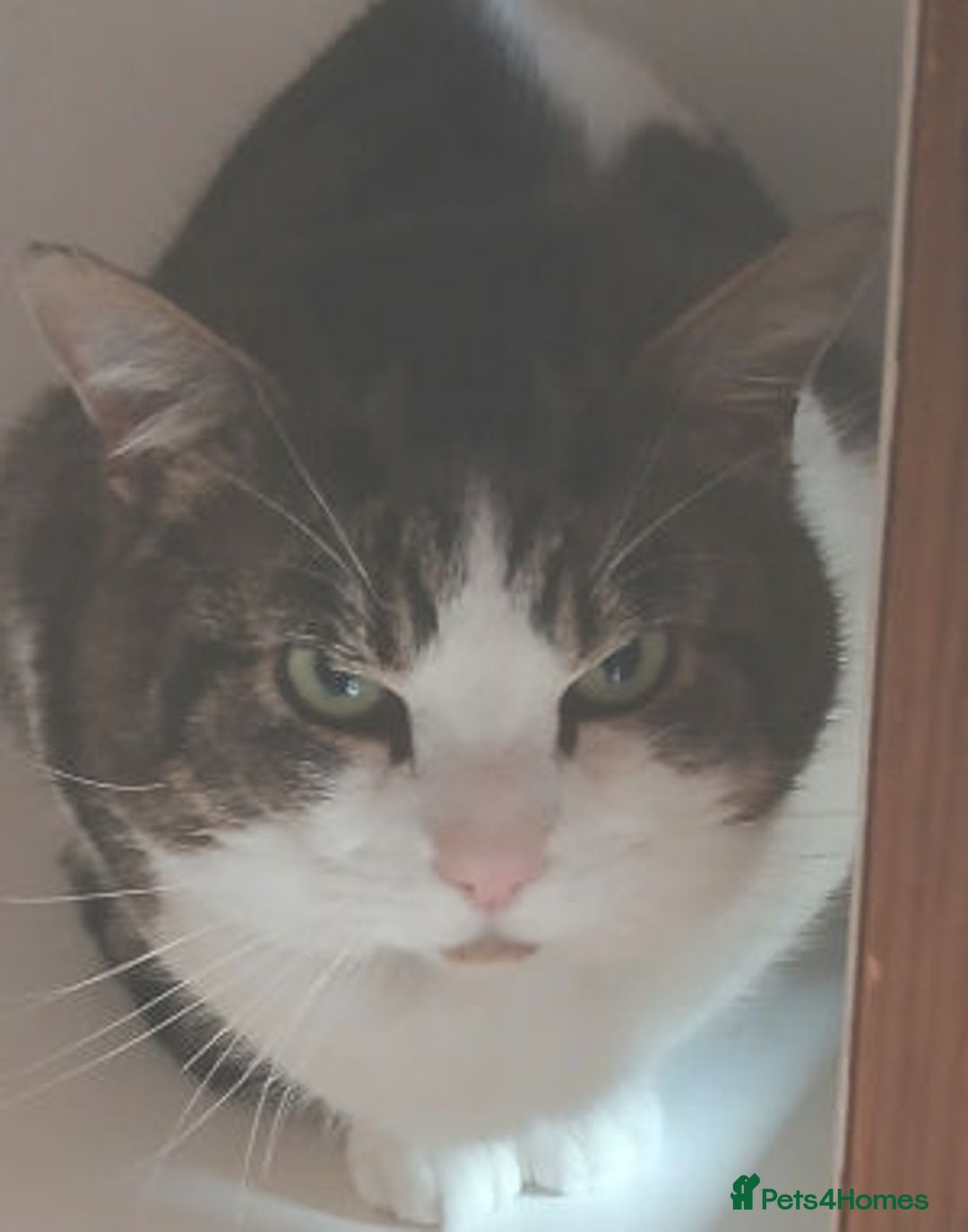 Mixed Breed cats for adoption: FRANK - Advert 4