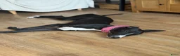 Mixed Breed dogs for sale: Gorgeous Greyhound Lurcher  in Gainsborough - Advert 3