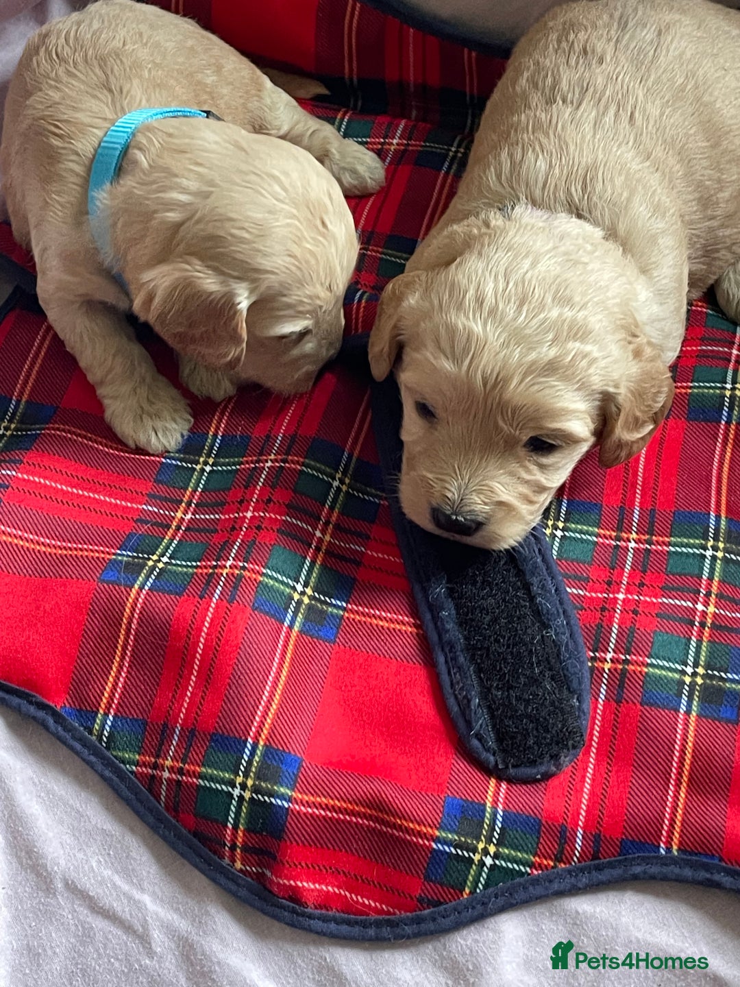 Cockapoo dogs for sale: Toy Cockapoo F1 - Image 11