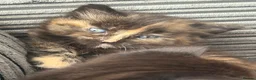 Mixed Breed cats for sale: Adorable Kittens in Truro - Advert 12