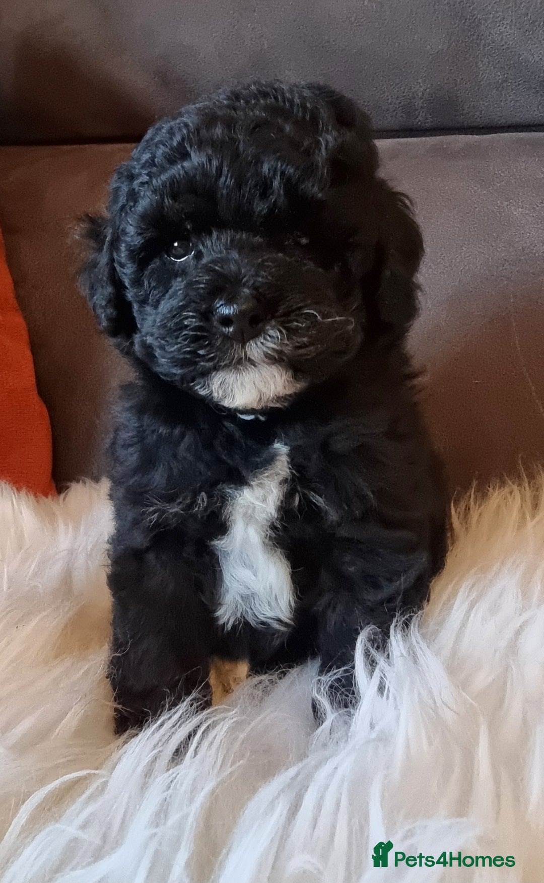 Shihpoo dogs for sale: Adorable best friend Shihpoo pups Fully Vaccinated - Advert 27