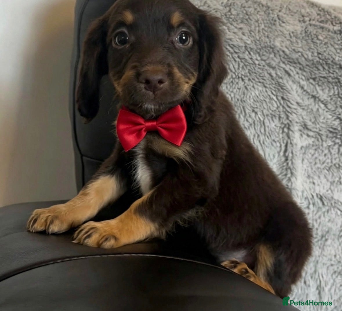 Cocker Spaniel dogs Cocker spaniel puppies for sale  - Advert 12