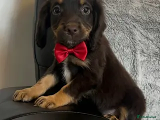 Cocker Spaniel dogs Cocker spaniel puppies for sale - Advert 9