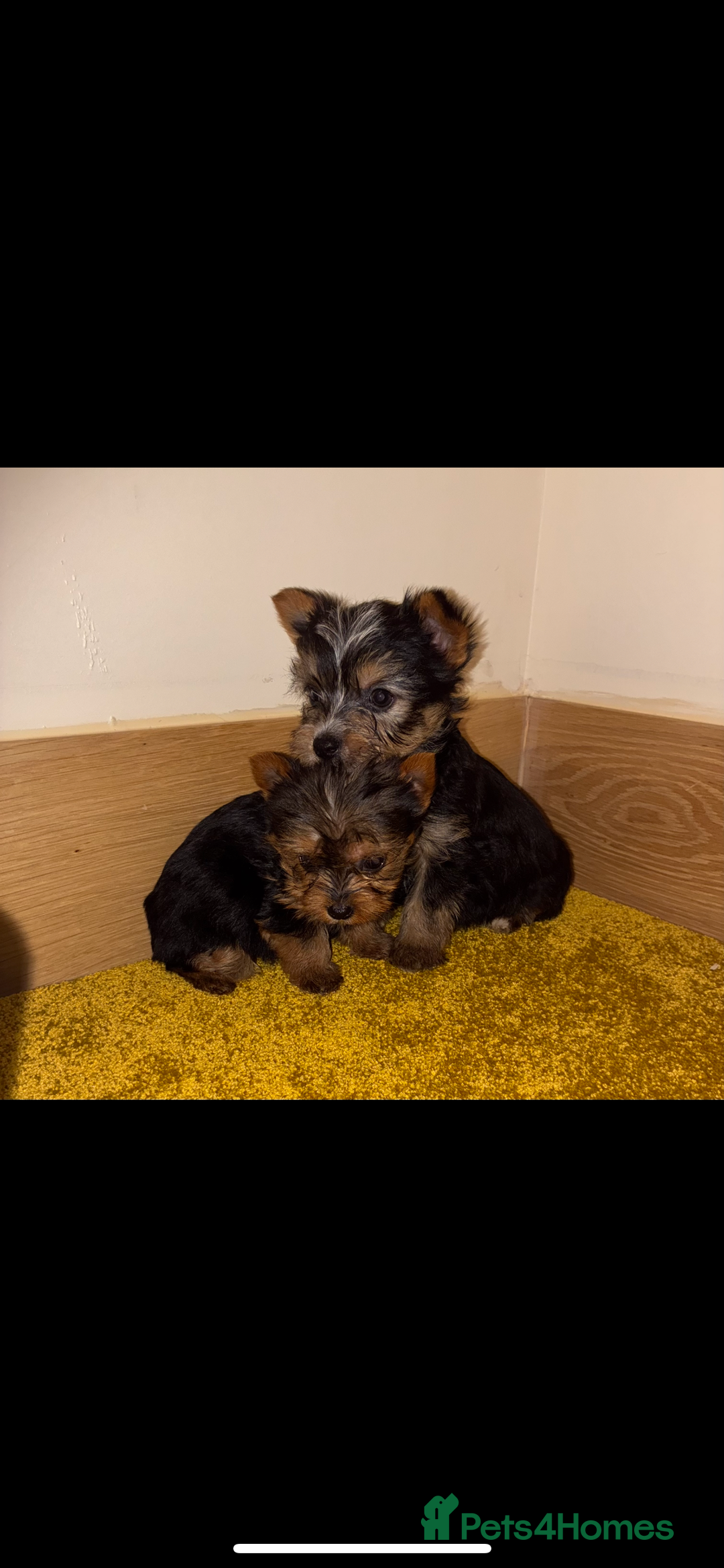 Yorkshire Terrier dogs for sale: Yorkshire terrier puppies for sale  - Advert 3