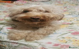 Cockapoo dogs for sale: Cockapoo puppies ready to leave now!! - Image 9