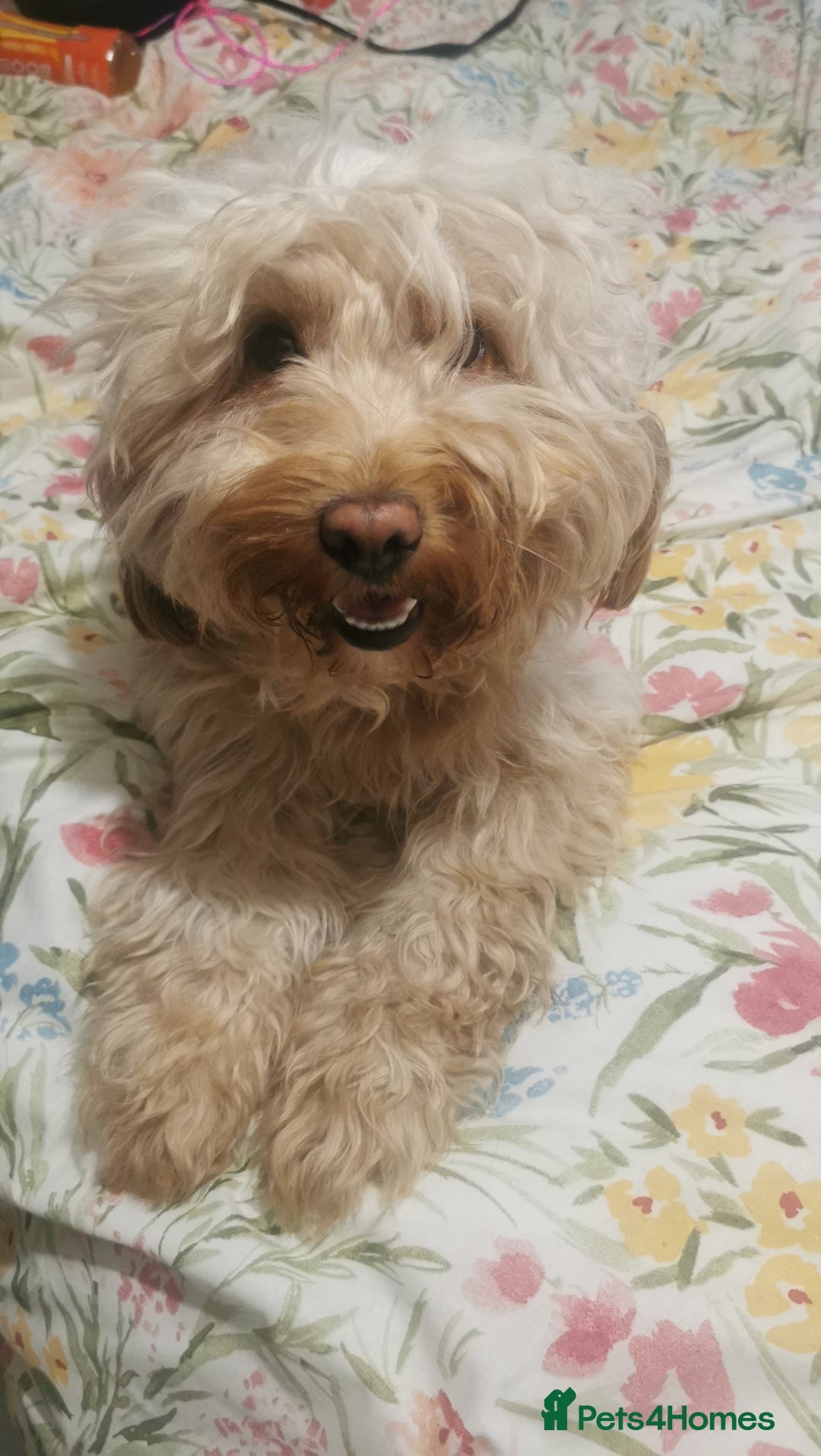 Cockapoo dogs for sale: Cockapoo puppies ready to leave now!! - Image 9