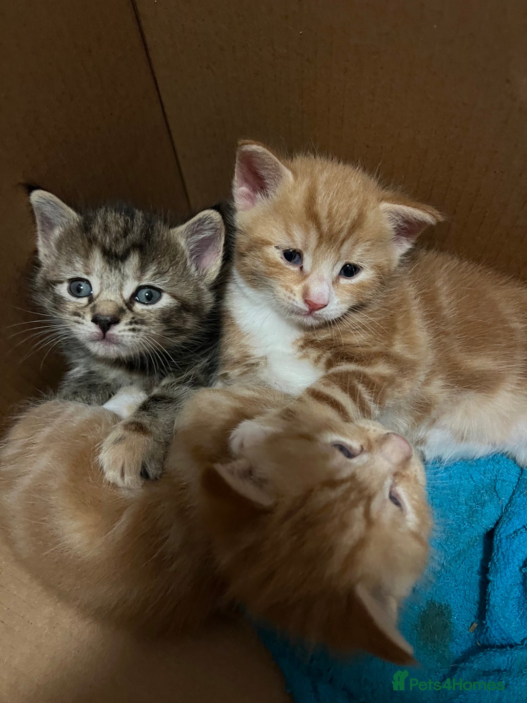 Mixed Breed cats for sale:  Beautiful Kittens for Sale – 2 Boys & 2 Girls 🐾 - Image 29